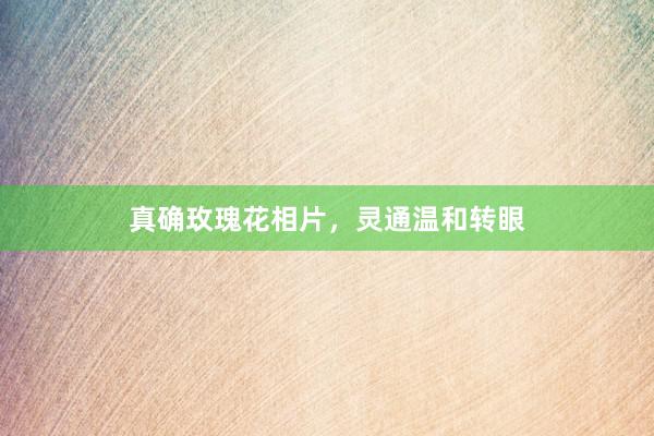 真确玫瑰花相片，灵通温和转眼